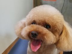 -八公叔叔宠物美容连锁(春申店)