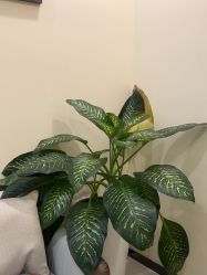 -北京米扬丽格医疗美容·联合丽格鼻整形中心