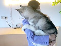 -Husky Go! 哈士奇体验馆·宠物咖啡厅狗咖