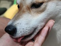 -逗柴咖啡屋·狗咖猫咖宠物桌游