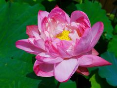 -陈家山荷花公园