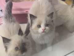 -糯米喵星人总部直营旗舰店·猫舍·幼猫出售