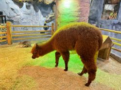 -Zoolung Zoolung动物主题公园(海信广场店)