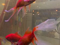 -一味清欢300℃时尚烤鱼(北京华联店)