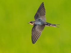 -光明小镇欢乐田园