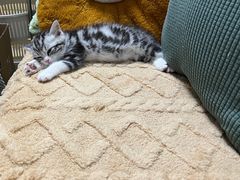 -小猫来了·猫舍(红山六九七九店)