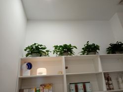 -YESIDO椰岛造型