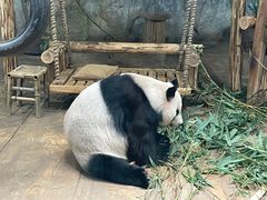 -深圳野生动物园