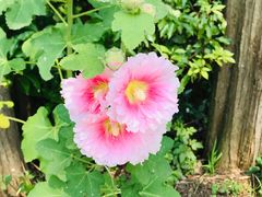 -前小桔亲子创意农场·草莓采摘·露营烧烤