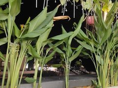 -芳华轩•客家菜馆(梧桐山店)