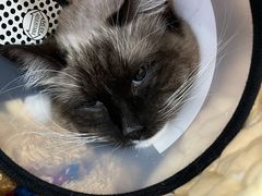 -芭比堂宠物医院·全科爱猫医院·仁德分院