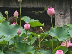 -沐仙湖湿地公园