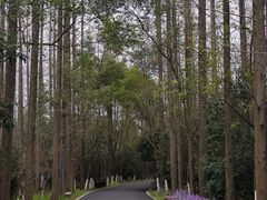 -东平国家森林公园