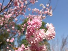 -天适樱花悠乐园