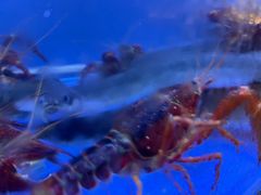 -白仁仔· 活烤海鲜 宵夜(豫园店)