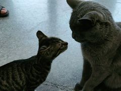 -安安宠医·安宠宠物医院