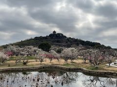 -林屋梅海青梅保护基地