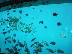 -瑞德姆美人鱼海底演艺主题餐厅(亚龙湾店)