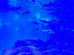 -江和美海洋公园