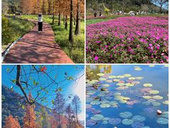 -广州市流溪河国家森林公园