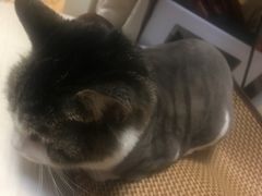 -宠颐生中康贝怡动物医院