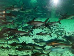 门票-秦皇岛乐岛海洋王国