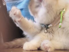 -平行世界·猫咖(首经贸店)