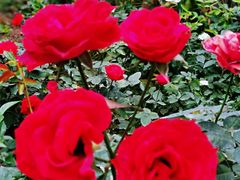 -人民公园(罗湖区)