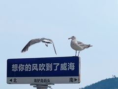 -海驴岛(荣成市)