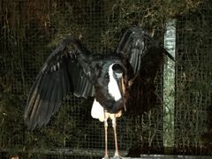 -清迈夜间动物园