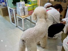 -翊宠yipet猫狗购宠庄园