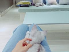 -喵的天空名猫咖啡馆·撸猫·猫舍·用品