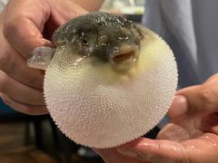 -肆月河豚·新淮扬(金融街店)
