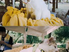 -南宁良凤江国家森林公园