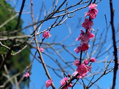 -梅花山(明孝陵内)