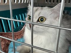 -达爱动物医院·犬猫分区·CT·复杂眼科(远洋山水分院)