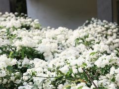 -四川大学(望江校区)
