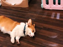 -柯斗斗主题餐厅·狗咖·围炉煮茶·茶饮(国瑞升平里店)