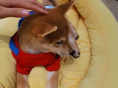 -逗柴咖啡屋·狗咖猫咖宠物桌游