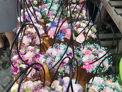 -曲阳花鸟市场(曲阳路店)