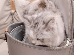 -爱洗澡的猫(天河路店)