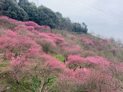 -新建村梅花