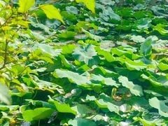 -长白岛森林公园