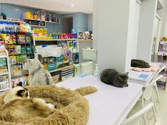 -喵的天空名猫咖啡馆·撸猫·猫舍·用品