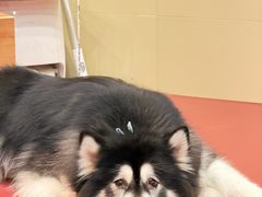 -和它·交个朋友·狗咖猫咖(爱琴海店)