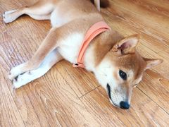 -柴犬高等学院·狗咖·柴犬售卖·宠物训练