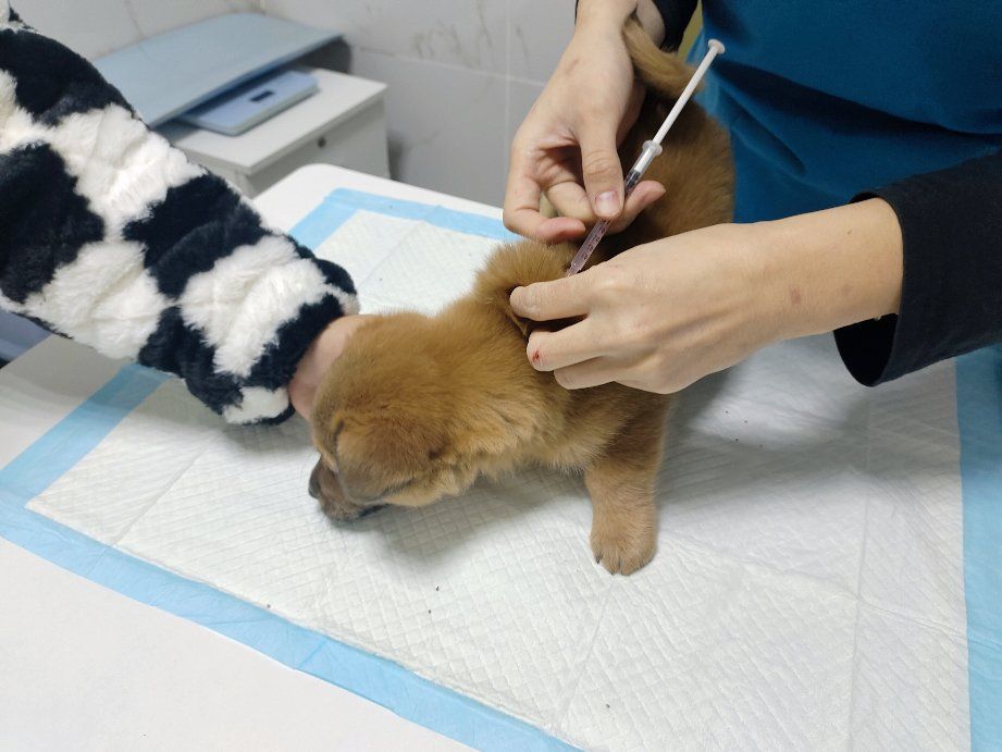 带狗狗打疫苗的一天