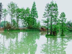 -桤木河湿地公园