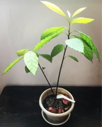 牛油果-Just Yoga 瑜伽·阿育吠陀