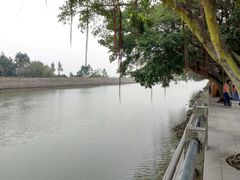 -大湾区中央湿地公园